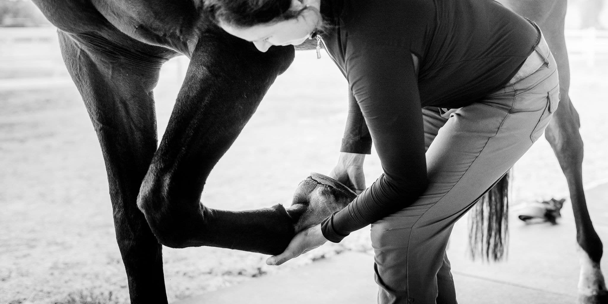 A High Performance Equine veterinarian flexing a horse's foreleg during a lameness exam